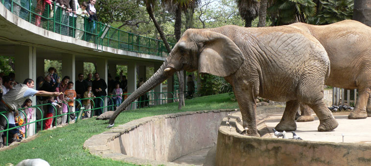 El zoo de Barcelona té grans bèsties fascinants