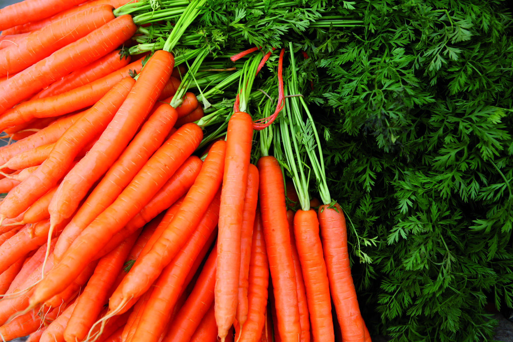 К чему снится морковь свежая. Каротиноиды моркови. Оранжевые овощи. Овощи морковь. Морковь фон.