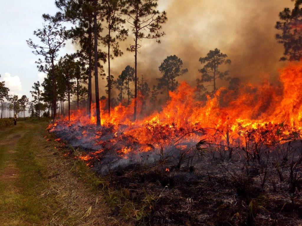 incendis forestals