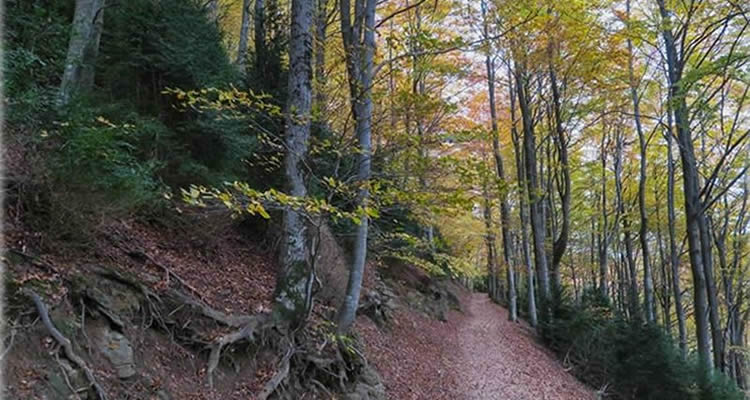 boscos Catalunya